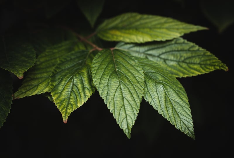 Green leaves foliage plant forest