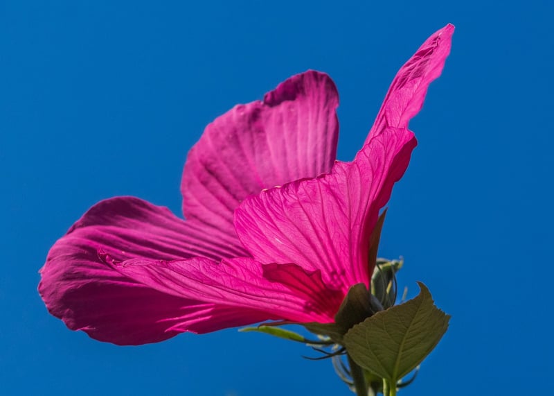 Hibiscus Flowers