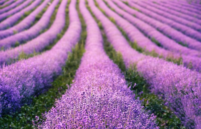 Lavender-infused Cosmetic