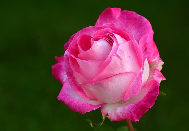 Rose-infused Cosmetic